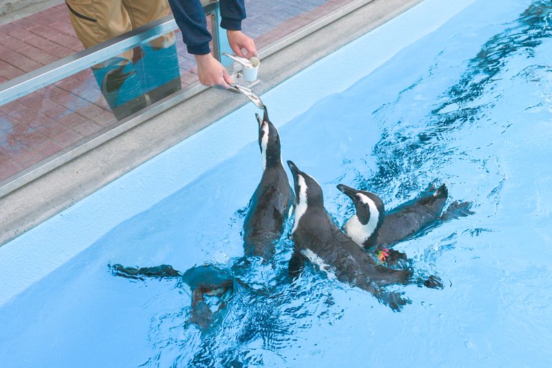 🦜 가케가와 화조원(카케가와 카초엔) 이미지 6